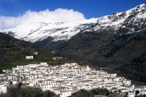 Los pinares de zonas como Las tres Villas y Nacimiento, en Sierra Nevada, presentan síntomas de decaimiento.