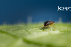 Un ejemplar adulto de Orius laevigatus en una hoja de pimiento.