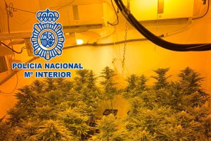 La Policía Nacional ha intervenido 272 plantas de marihuana en la Chanca.