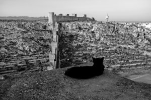Un gato negro observa plácidamente la Alcazaba.