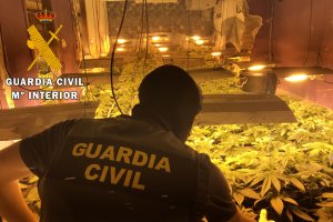 La Guardia Civil ha hallado 114 plantas de marihuana en Roquetas de Mar.