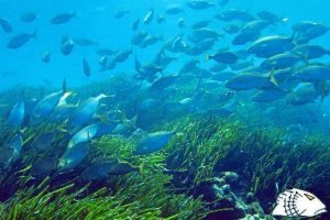 Fondo marino en Cabo de Gata.
