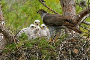 El azor es un ave protegida por la legislación de la comunidad andaluza.
