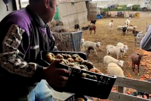 Fernández lanza tomates a las cabras.