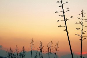 Imagen de un atardecer en Cabo de Gata.