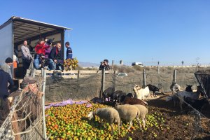 Momento en el que los agricultores tiran el género a los animales.