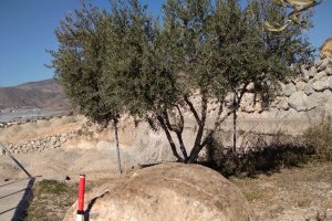 La contrapesa de almazara romana recuperada.