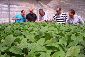 Los semilleros  son uno de los segmentos de negocio de la industria auxiliar que cuentan con mayor número de empresas en la provincia de Almería.