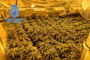 Imagen de una de las plantaciones encontradas por la Guardia Civil.