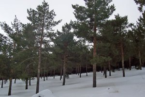 Nieve caída días atrás en las inmediaciones de Calar Alto.