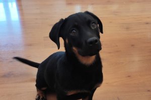 Yana es una cachorro que se puede adoptar en la protectora.