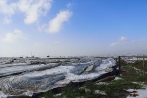 Uno de los invernadero que se ha venido abajo por el temporal.