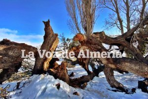 La encina del Marchal, destrozada tras la nevada caída estos días.
