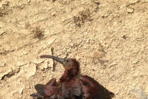 Una de las aves muertas, afectadas por la destrucción de espacio en El Ejido.