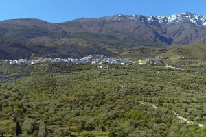 Vista panorámica, con olivares en primer plano y la sierra, al fondo, en una imagen de ‘Turinfo Abrucena’.