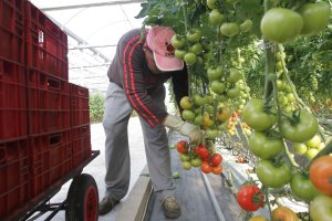 Recogida de tomates en un invernadero almeriense.