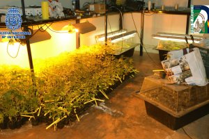 Una de las habitaciones donde se encontraban los esquejes de marihuana.