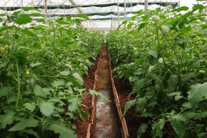 Interior de un invernadero.