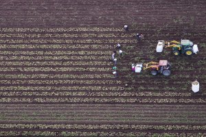 La cosecha, de Mario Navas Carneros.