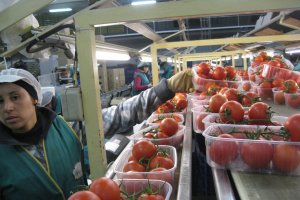 Una mujer trabaja en el envasado de tomates.