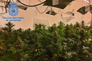 Casi un centenar de plantas fueron halladas en el interior de la vivienda.
