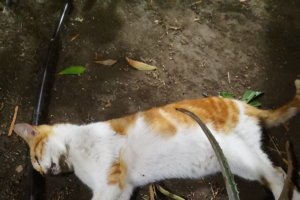 Uno de los gatos fallecidos recientemente.