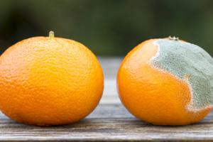 Naranjas con moho. Foto: OCU