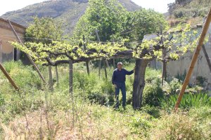 Una de las parras madre más antiguas de la provincia en la puerta de un molino del río Andarax en Terque, de la variedad Airén.