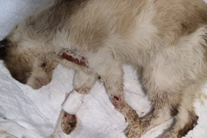 Algunos de los gatos fueron atendidos en una clínica veterinaria, pero solo uno pudo salvarse.