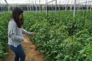 Gema Pérez, de I+D+i de Vellsam, en la finca en la que se está llevando a cabo el ensayo.