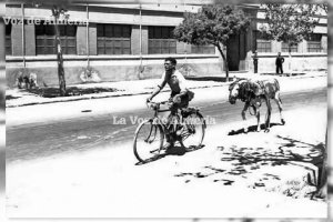Un vecino atravesando la Carretera de Ronda a la altura de Briseis a bordo de su bicicleta. Llevaba enganchado en el portaequipajes un borrico.