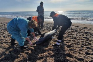 Técnicos de Equinac con el delfín varado.