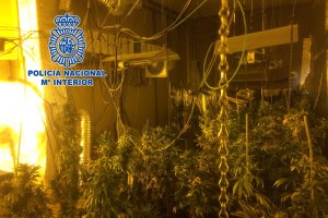 Plantación indoor en Los Molinos.