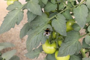 Las jornadas tratarán la lucha biológica el próximo 17 de marzo.