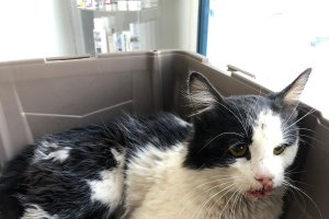 Fotografía del gato que murió intoxicado.