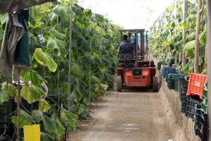 Las ayudas van dirigidas a agricultores, agrupaciones y comunidades de bienes titulares de explotaciones agrarias de Andalucía.
