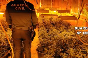 Los agentes desmantelan numerosas plantas de marihuana en La Mojonera.