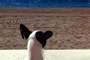 Perro observando la playa de la capital