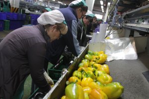 El sector del manipulado sigue trabajando a pleno rendimiento.