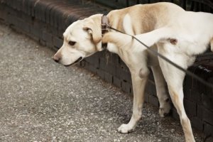 Los perros tendrán también un horario para pasear.