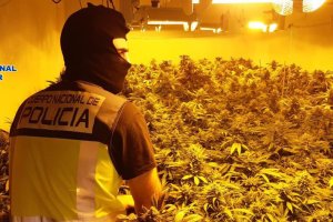 Un agente de la Policía Nacional, en la plantación.