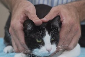 Un gato ha sido contagiado por coronavirus en Bélgica.