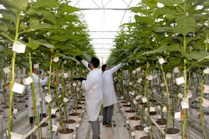 Koppert continua con su actividad.