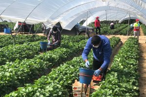 Empieza a escasear la mano de obra en el sector agrícola