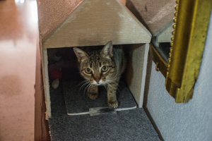 Serie con la que el fotógrafo explora la temática del confinamiento en la intimidad de su hogar.