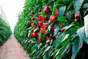 Agricultura inicia la campaña #AlimentáisNuestraVida en agradecimiento al sector agroalimentario