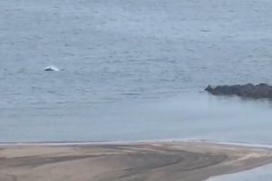 Delfines en la playa de El Zapillo, Almería