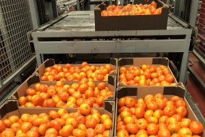 Cajas de mandarinas donadas por el Comité de Gestión de Cítricos (CGC).