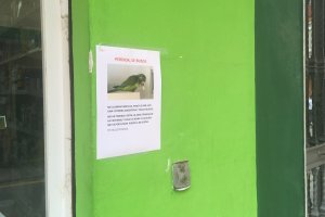 Parchita es una cotorra argentina que vive en los alrededores de la calle de La Reina y que se ha perdido en estos tiempos tan inciertos.