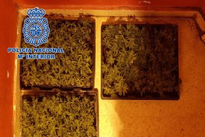 Parte del cultivo intervenido por los agentes de la Policía Nacional.